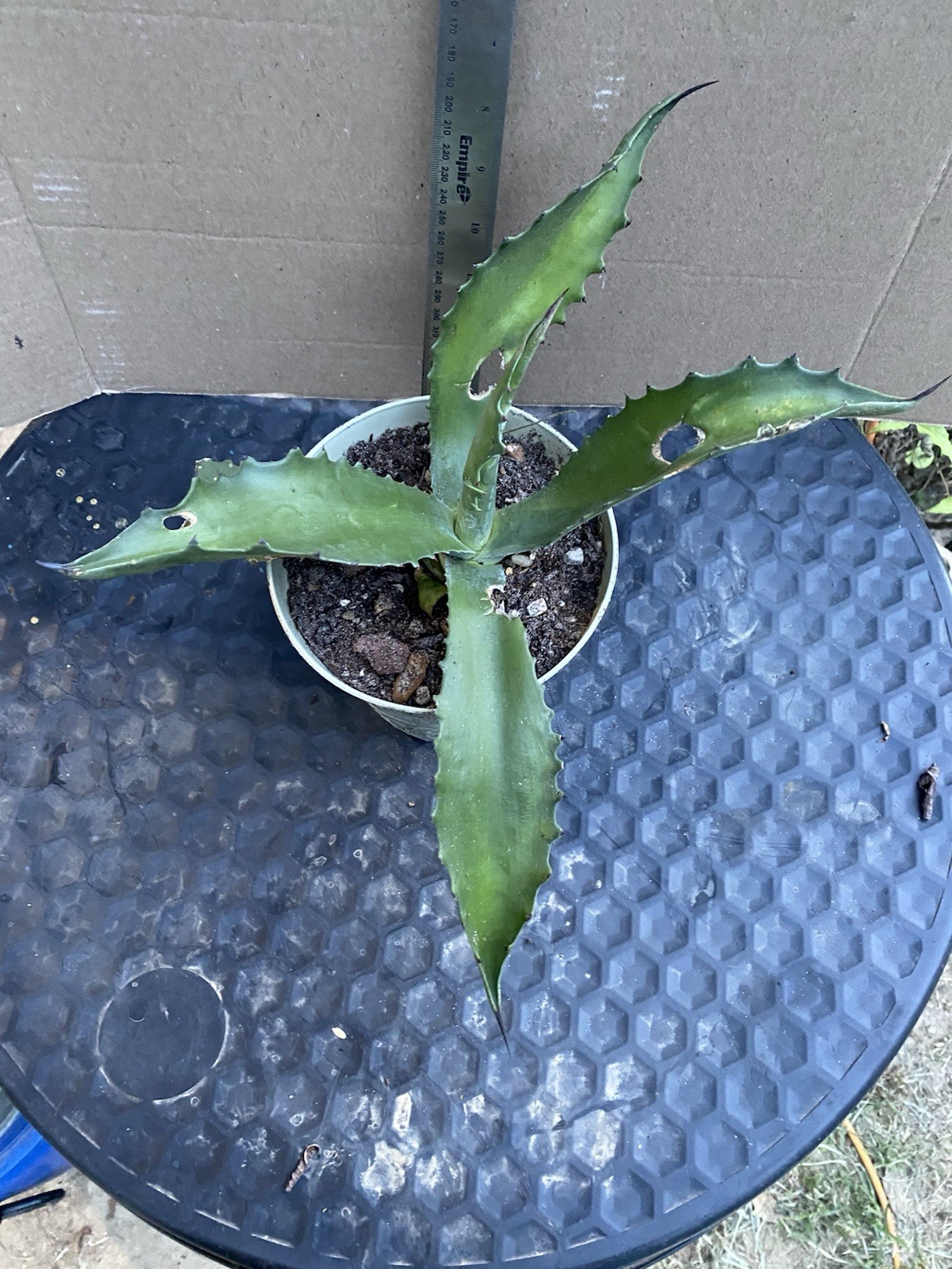 4 to 8 Inch Blue Agave Americana Pup Century Plant Succulent Cactus USA Local