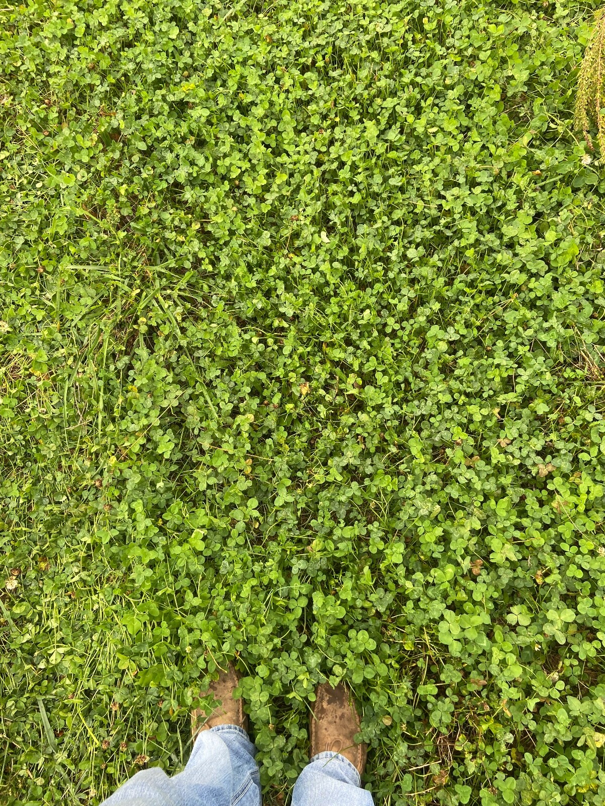 Food Plot Seed Mix Alfalfa, Clover, Chicory Deer/Turkey – Spring/Fall 1 Acre