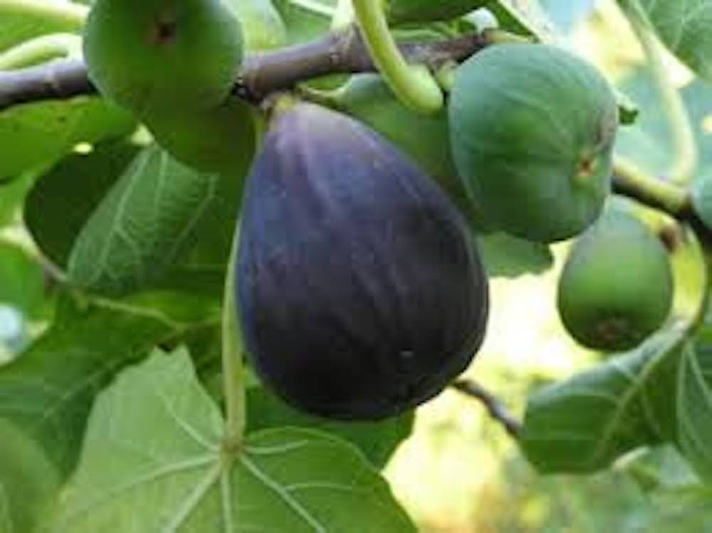 1 Black Mission Fig Tree Ficus Carica Fruit Tree Starter Plug