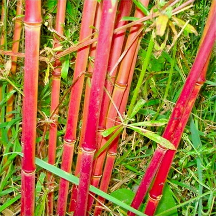 10 RED DRAGON CLUMPING BAMBOO SEEEDS