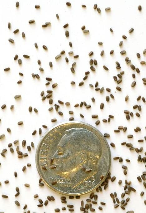 Anise Hyssop Seeds for Planting Stunning Wildflowers Agastache foeniculum