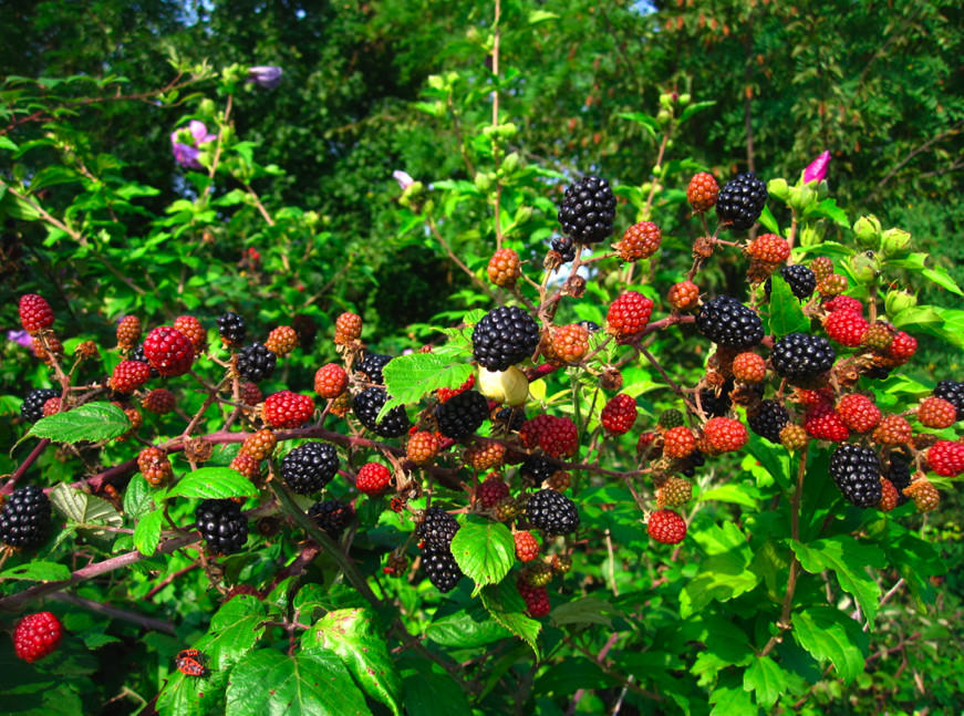 3 Blackberry Plants “Chester”-Thornless (Pack of 3 Large Plug Plants) Zones 5-9