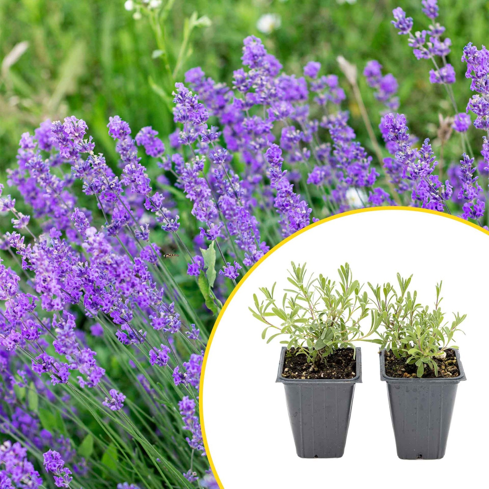 2 Super Blue Lavender Plants in 3.5″ Cubes, Live Fragrant Evergreen (Lavandula)