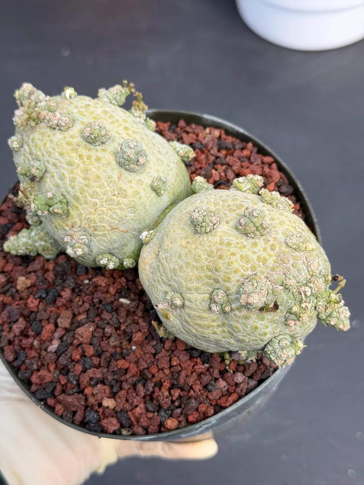Large Pseudolithos Double Head #851 | Rare Live Succulent | 5″ Pot