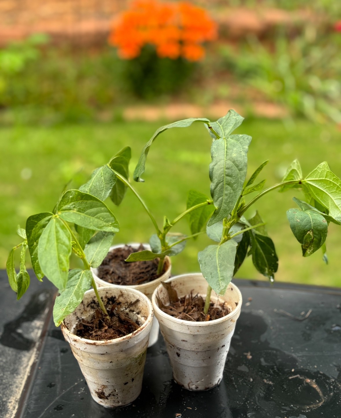 GREEN LONG YARD BEAN LIVE PLANTS HEALTHY HOME GROWN READY TO SHIP SELECT OPTIONS