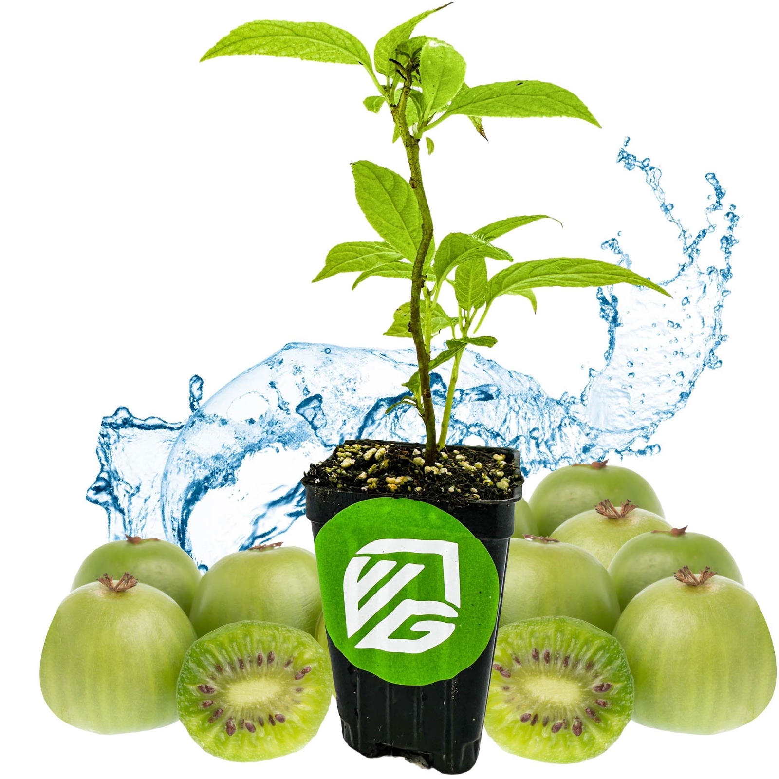 Issai Kiwi – Actinidia arguta – Live Plant