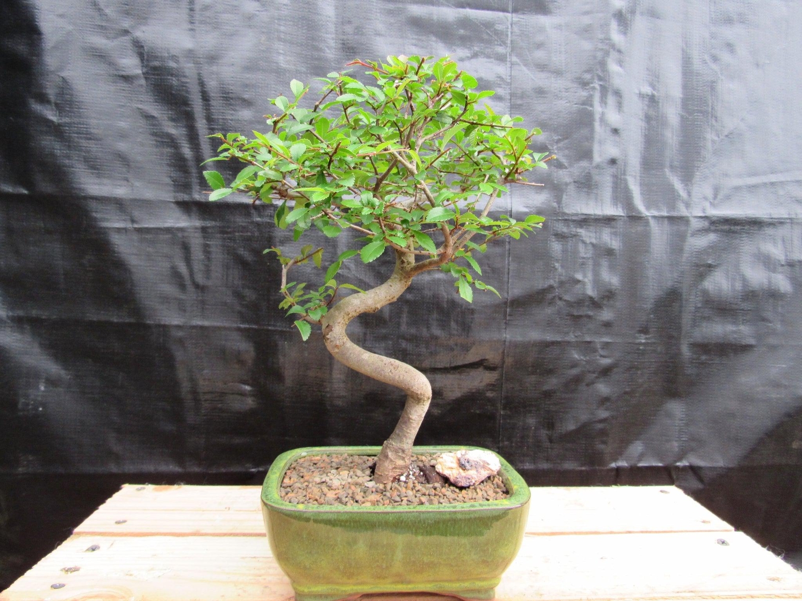 Chinese Elm Bonsai Tree – Curved Trunk Style (Extra Small)