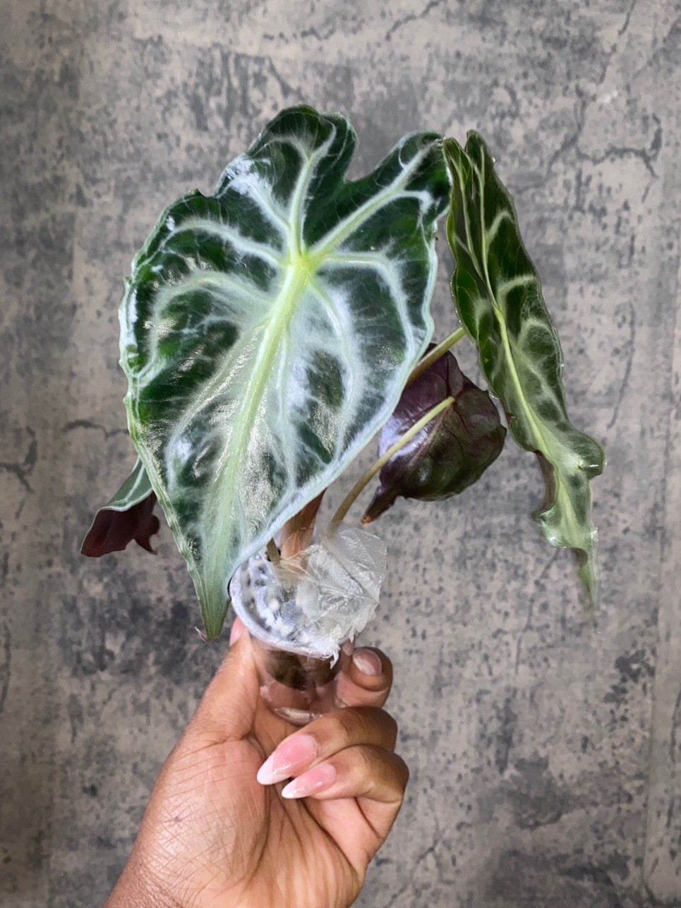 Alocasia Venom