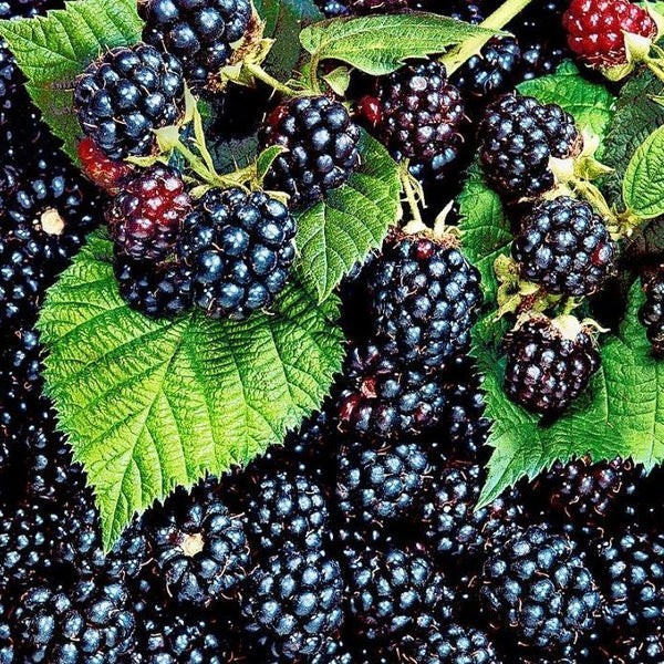 Sawtooth Blackberry Pack Of 5 Live Rooted
