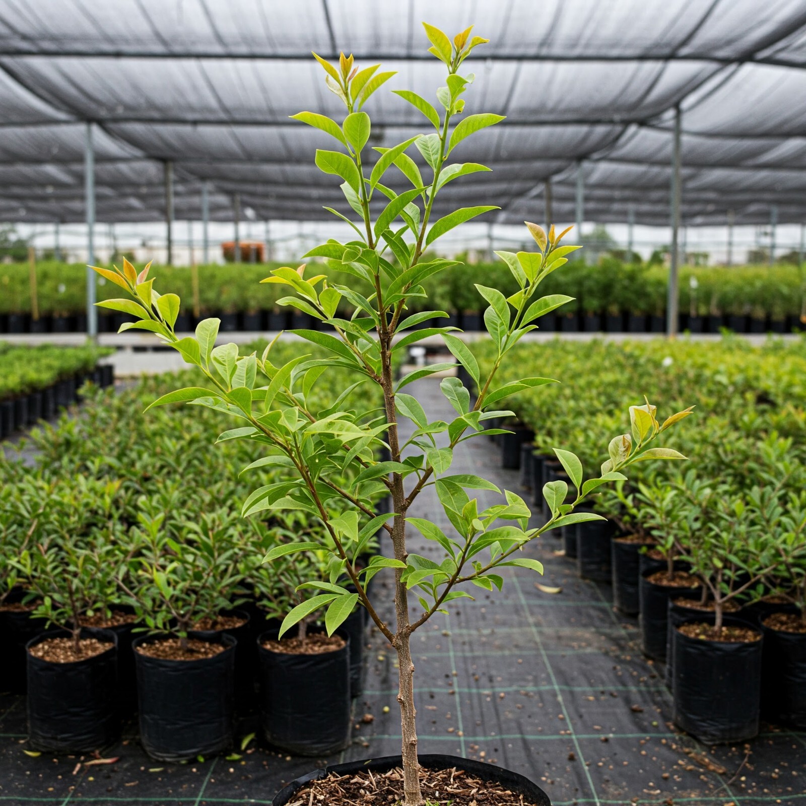 Fruit Cocktail Tree 4-5 Feet Tall Live Plant Peaches Plums Nectarines Apricots