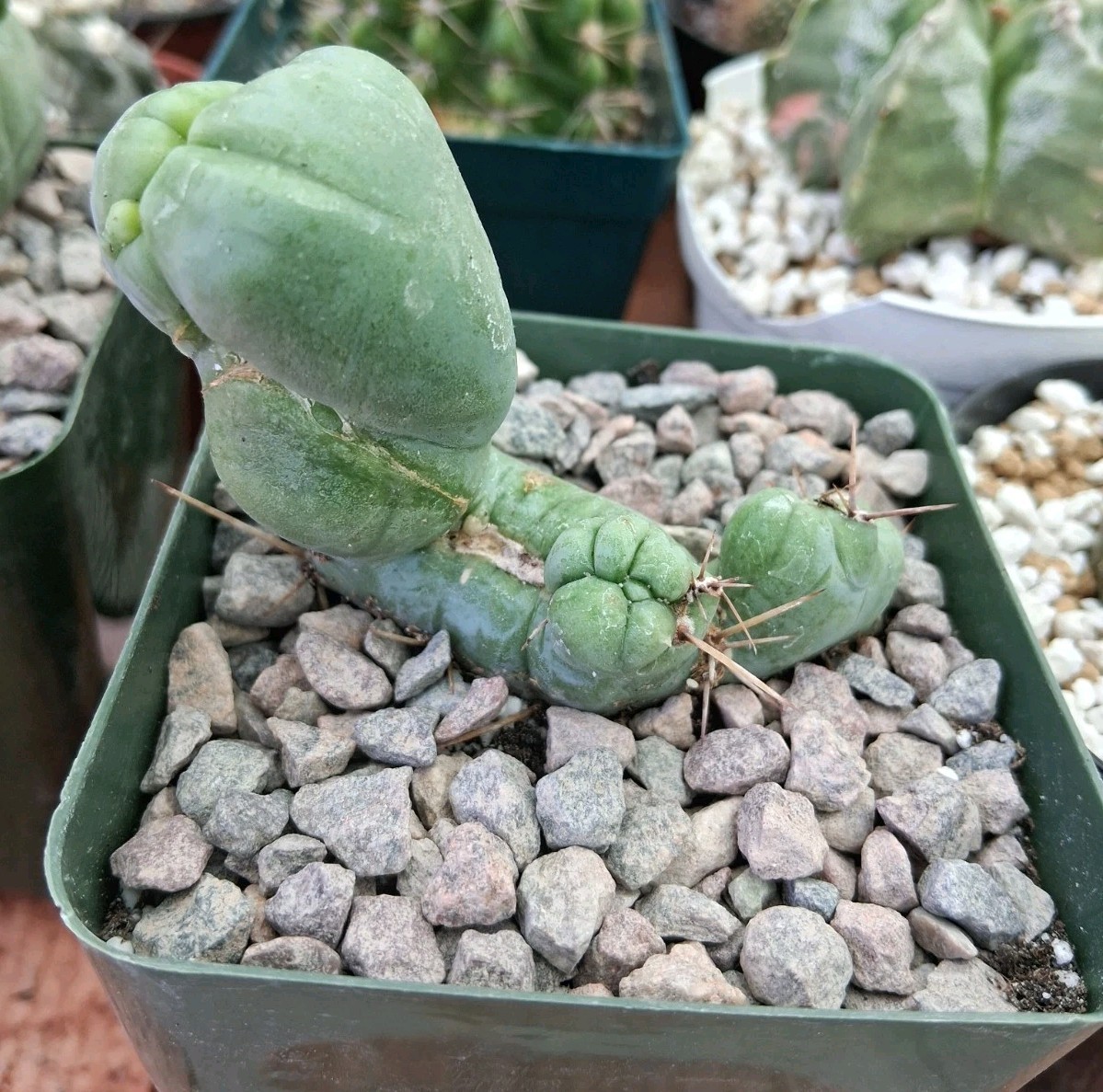 TBM Cactus CRESTED Plant Ships In A 4″ Pot Unique Species! Ornamental Cactus
