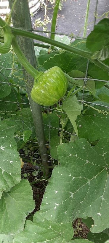 50 Organic Non-GMO Japanese Chirimen winter squash seeds- Seeds of Tomorrow