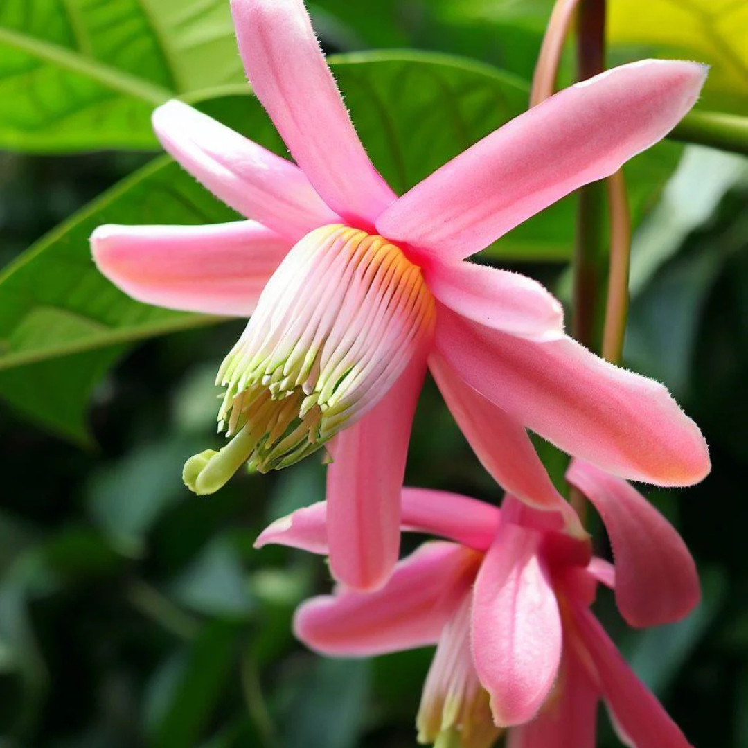 Fresh Premium Banana Passion Fruit Seeds | Heirloom | Non-GMO | Fruit Seeds