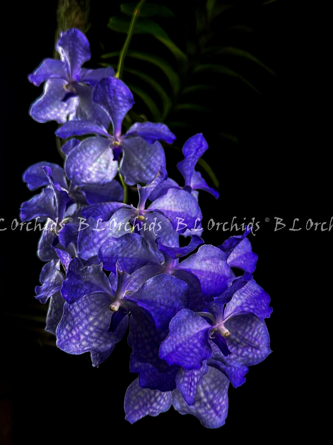 Vanda coerulea (Laos)