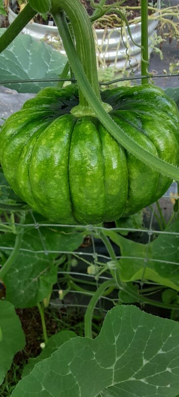 50 Organic Non-GMO Japanese Chirimen winter squash seeds- Seeds of Tomorrow