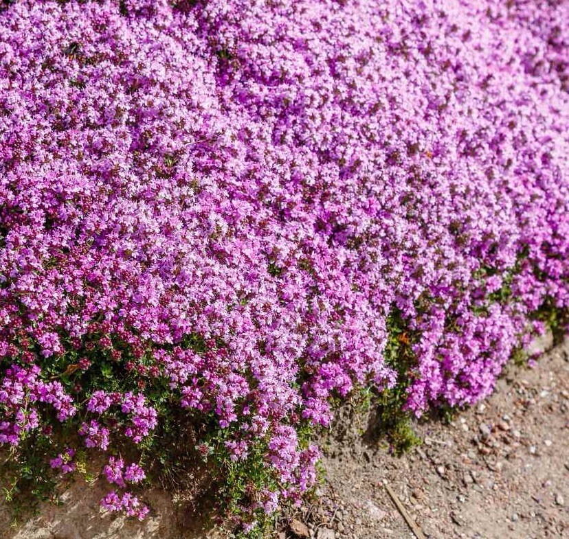 1000+ Creeping Thyme Seeds, (Thymus Serpyllum) Perennial & Purple Groundcover