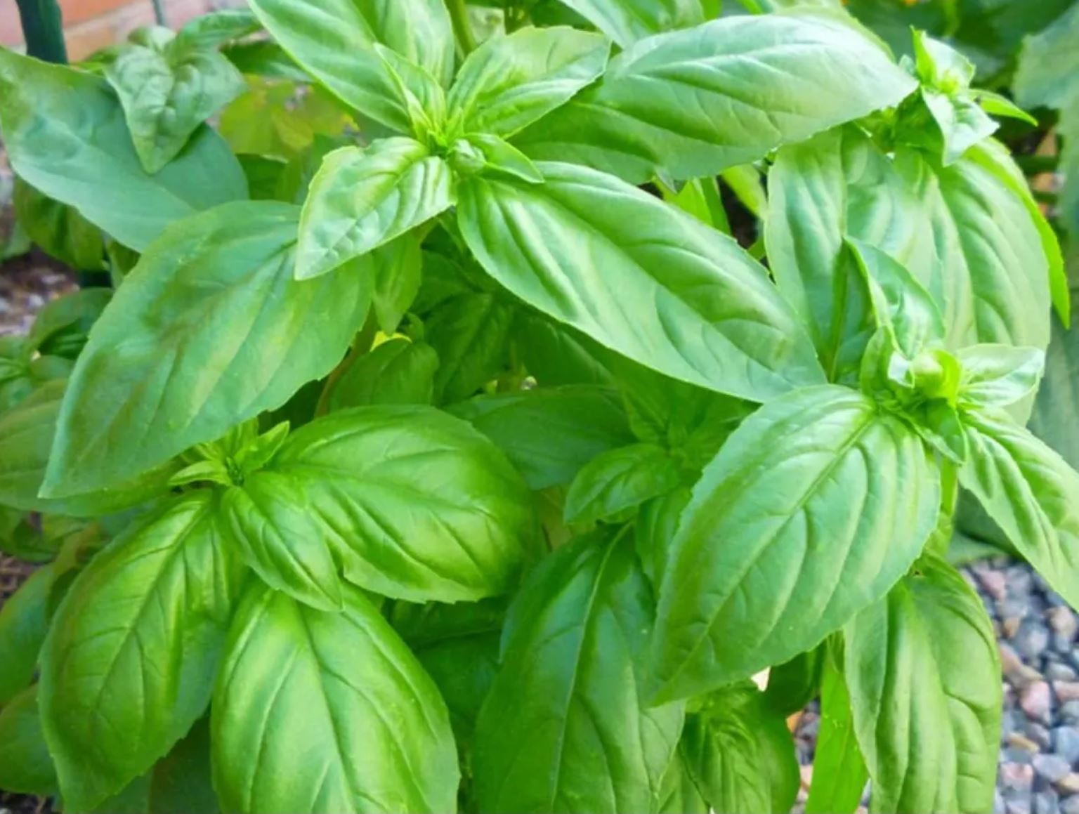 2,000 Italian Large Leaf Basil Seeds – Heirloom – Sweet Genovese Type – Organic