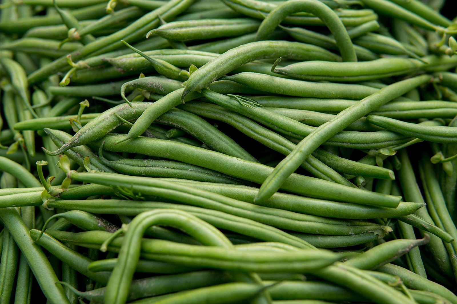 Blue Lake Pole Bean Seeds NonGMO 2 ounces, approximately 175 seeds