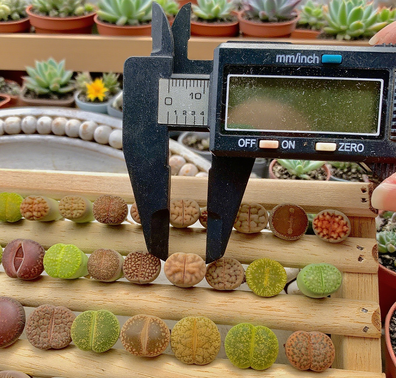 Random DIY Mix Boutique Large Lithops Rare Live Succulents Plants, Bare Root