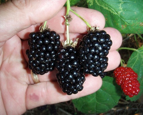 Natchez Thornless Blackberry, Rooted Plant Shipped in 3″ Pot