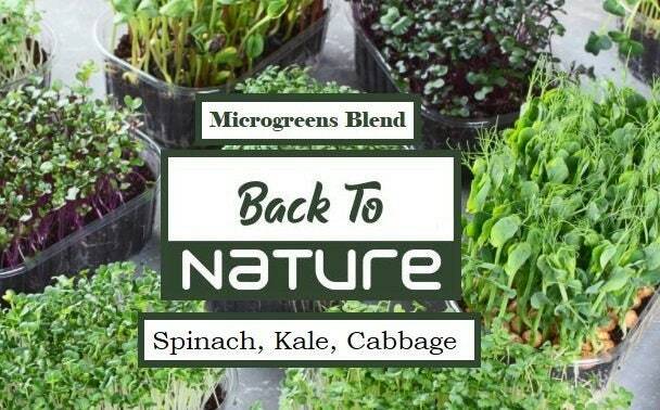Spinach, Kale, Cabbage Microgreen Seed Blend – Organic Seeds – Non Gmo