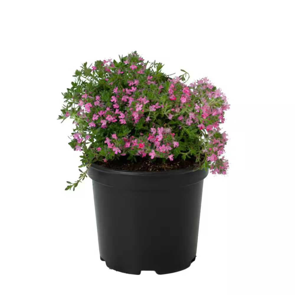 1 Gal. Red Creeping Thyme (Thymus Praecox) Live Flowering Full Sun Perennial Gro