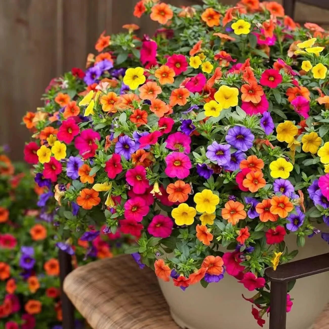 500+ Petunia Seeds – Mixed Rainbow Colors | Grandiflora Flowers | Bonsai Petunia