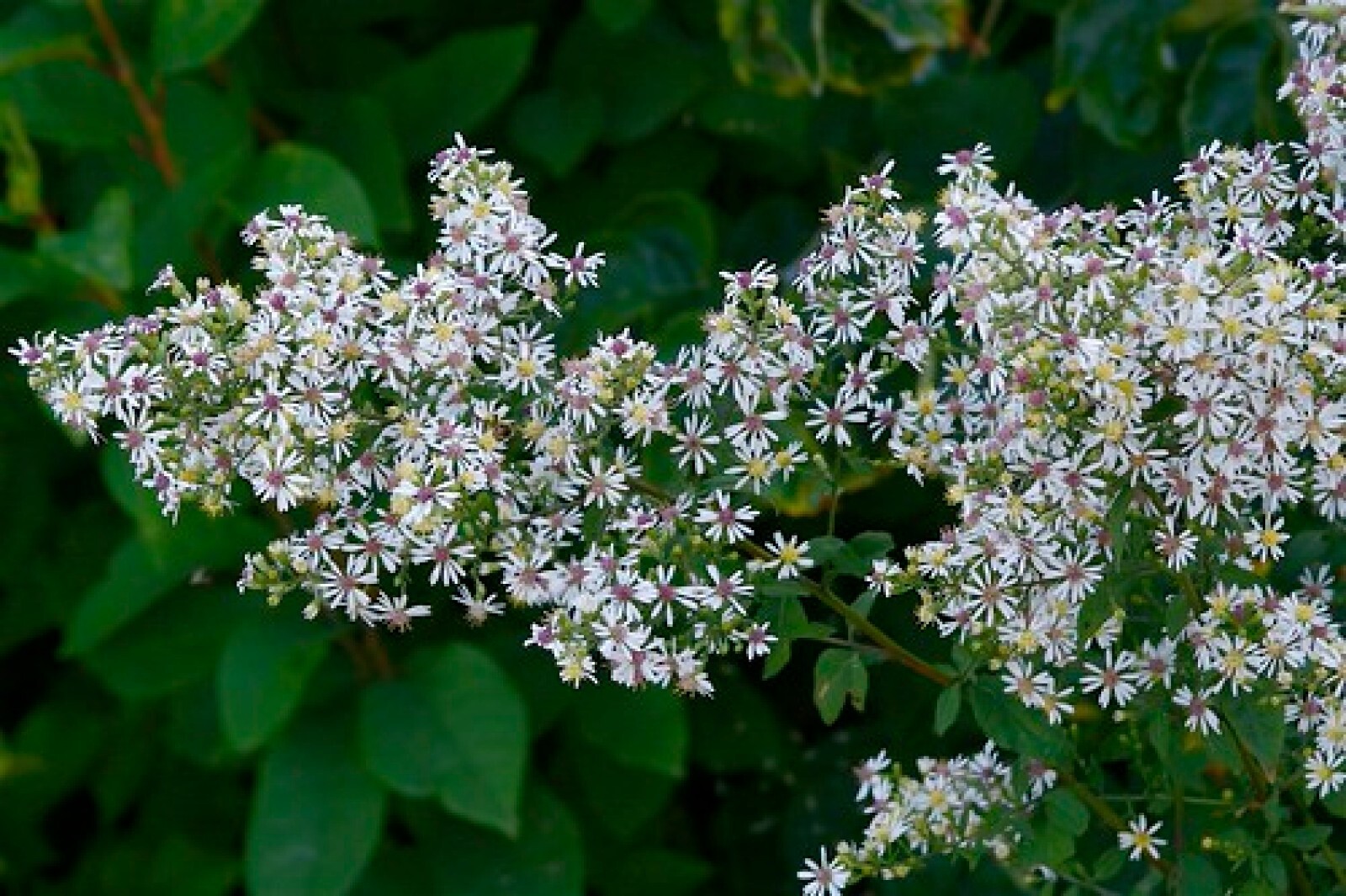 Calico Aster {Symphyotrichum lateriflorum} 100+ seeds Free Shipping!