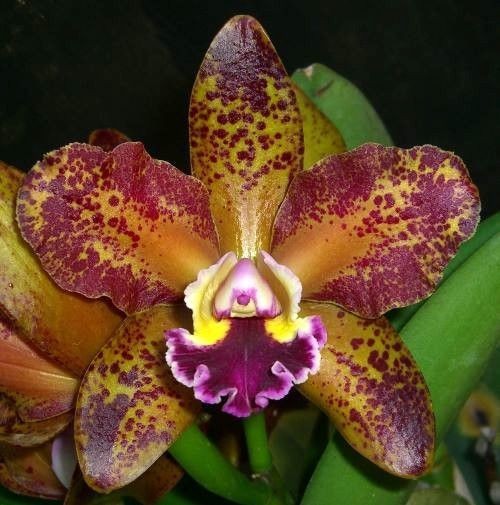 Orchids laelia Cattleya OV3146 (Blc. Waianae Leopard x C. tigrina) Flasks