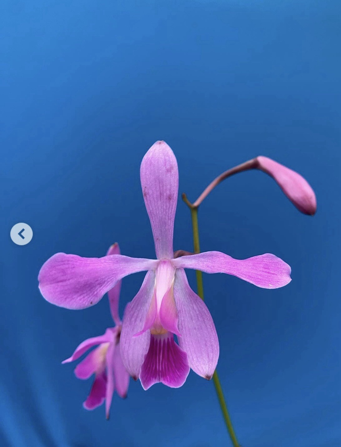 Encyclia jenischiana Pink Purple Tall Stems NEW DIVISIONS Orchid Species 2” Pot