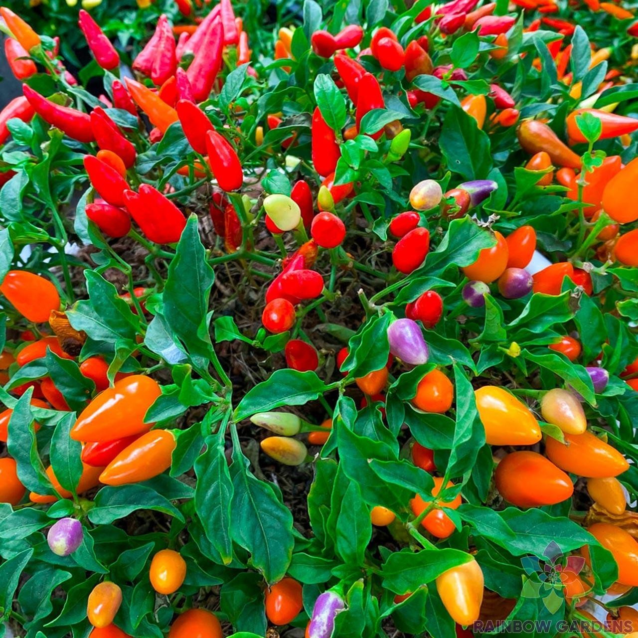 25+ Chinese Ornamental Hot Pepper Seeds for Garden – USA – FREE SHIPPING!