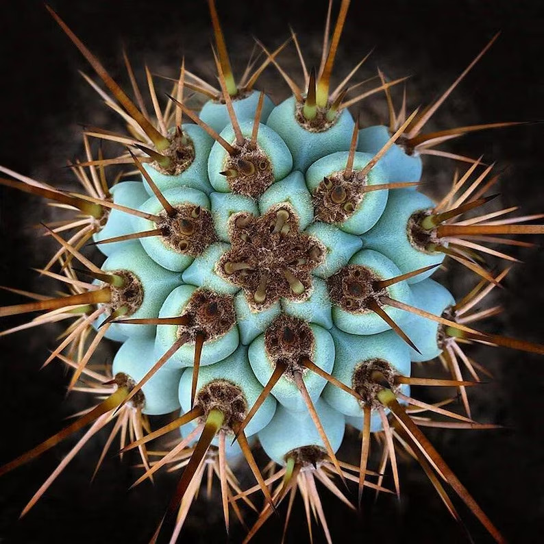 10 ‘BLUE CEREUS” CACTUS SEEDS (Browningia hertlingiana) RARE Tree Like Cacti