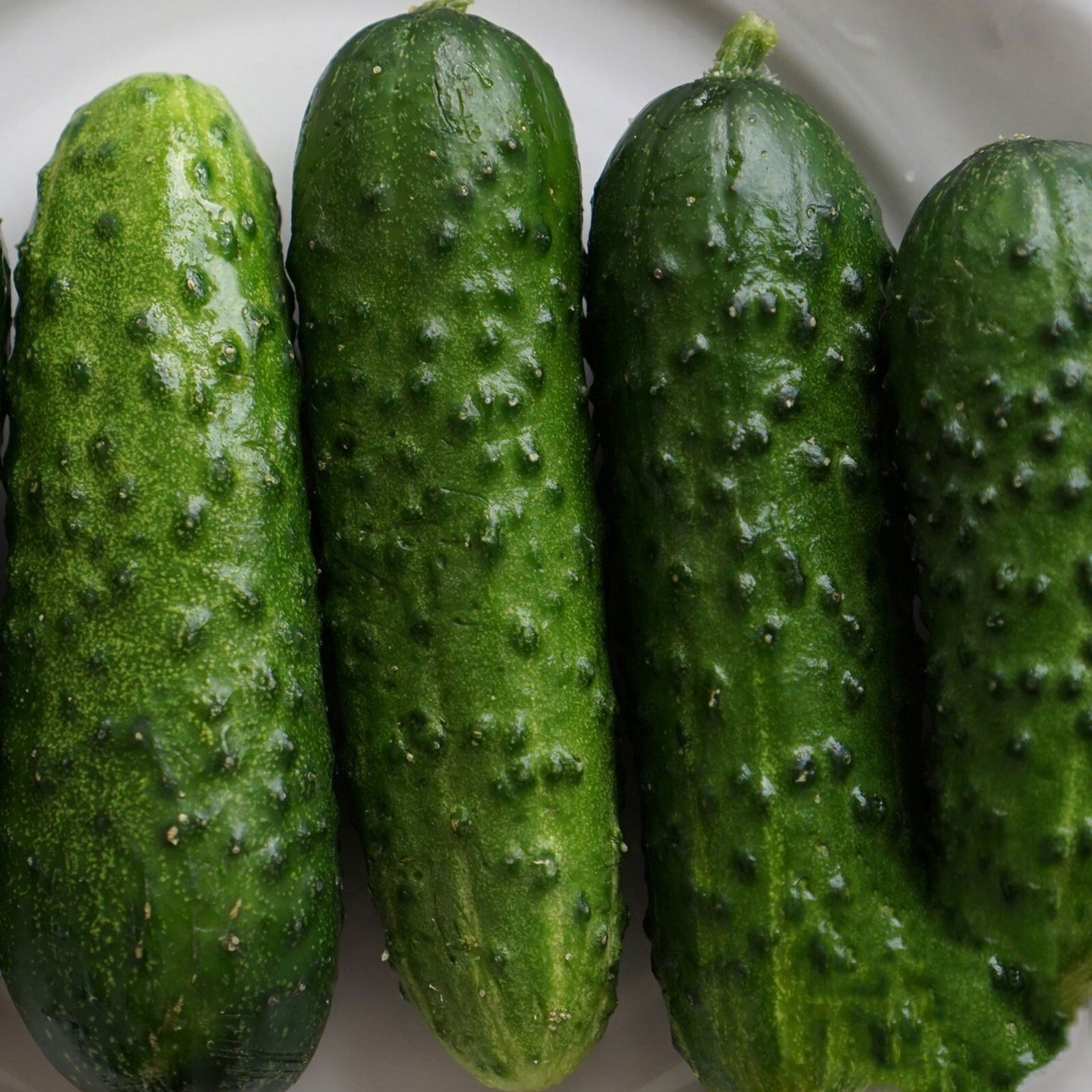 25+ Calypso F1 Hybrid CUCUMBER SEEDS – resistant to mildew and viruses.