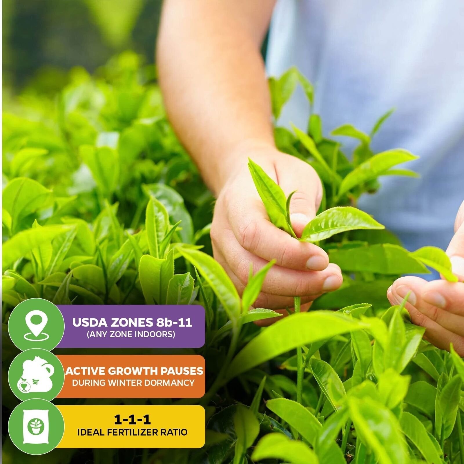Tea Plant (Green Tea) – Camellia sinensis – Live Plant