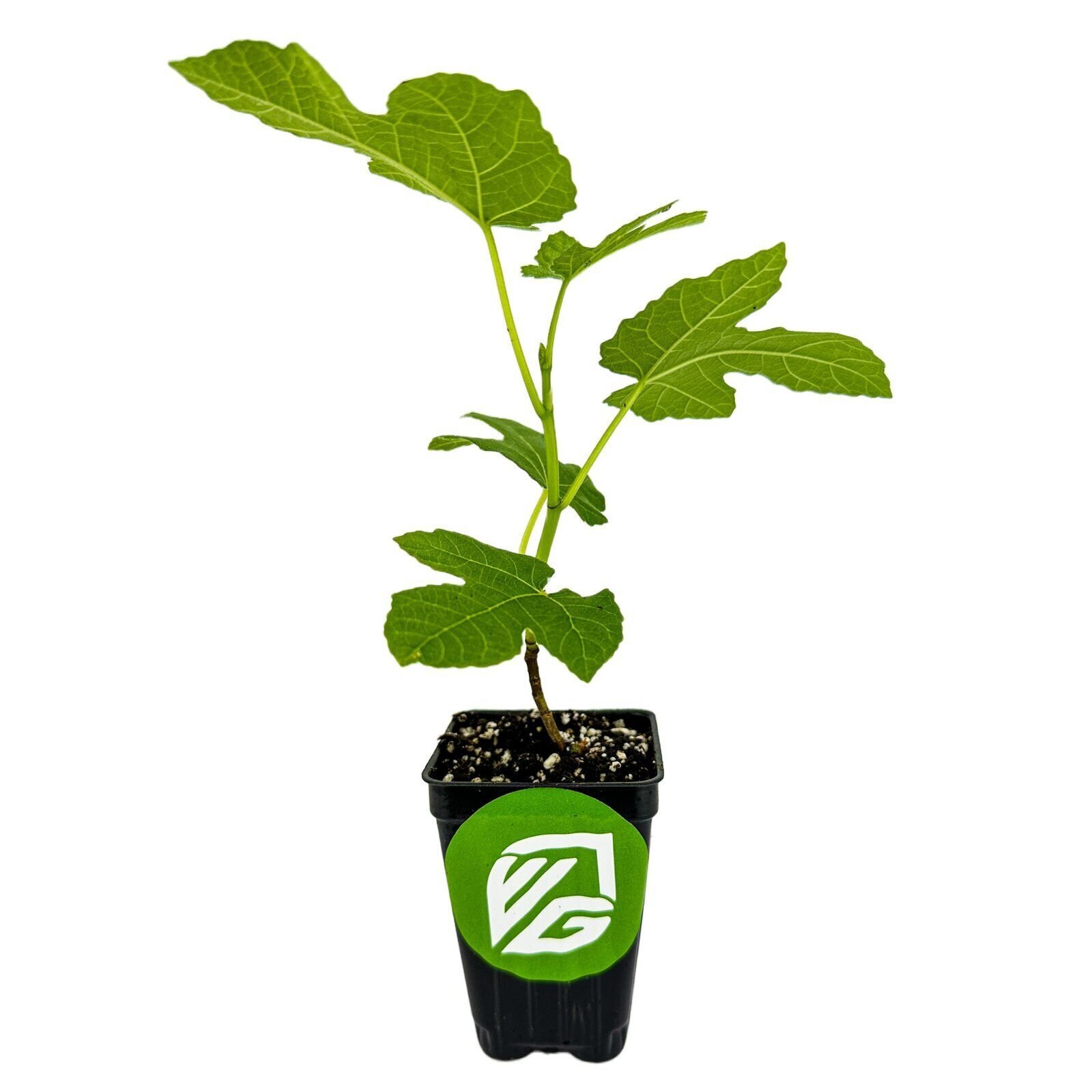 Celeste Fig (Honey/Sugar Fig) – Ficus carica – Live Plant