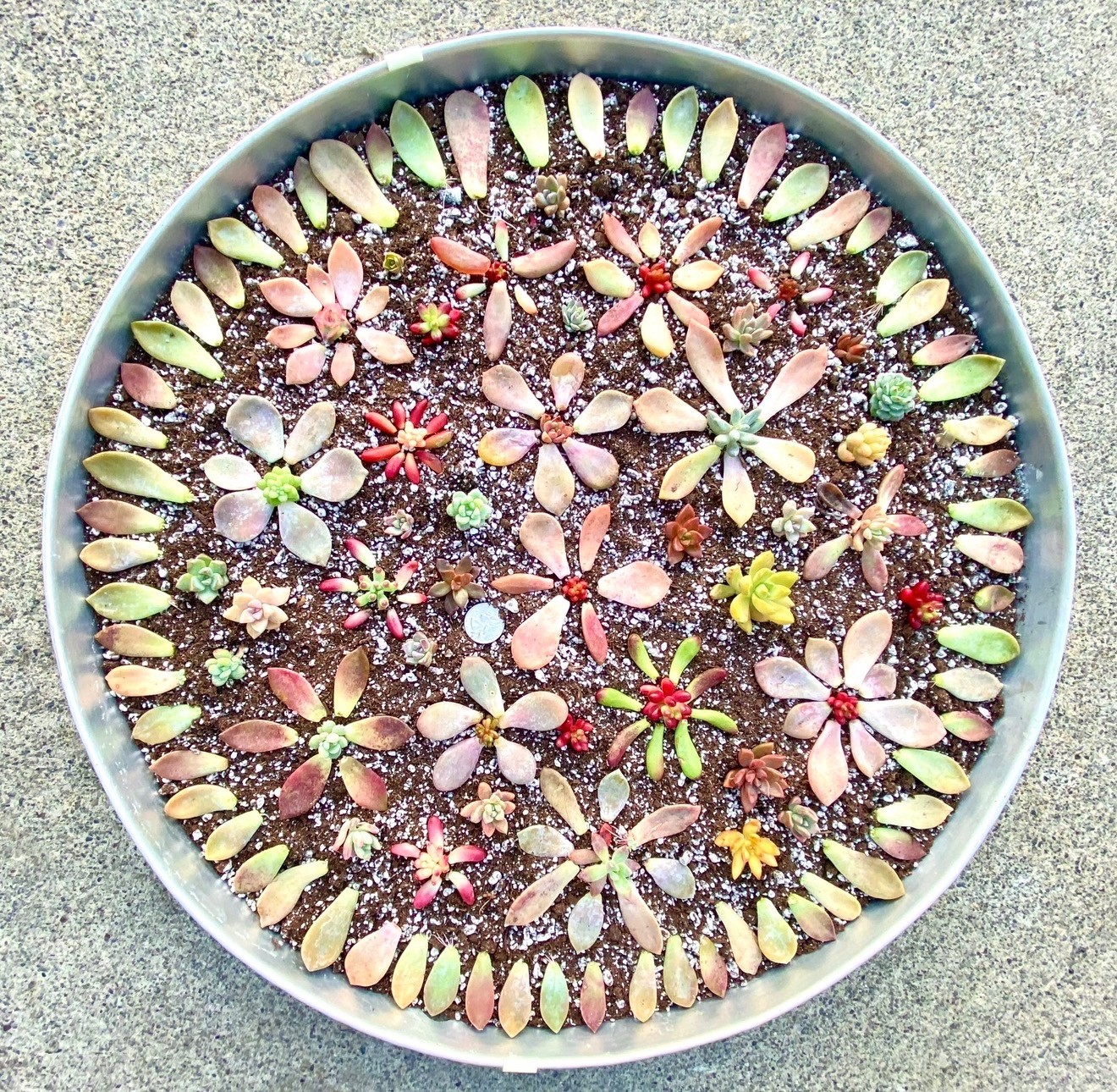 50 Colorful All Different Succulent Leaves Starter Kit Easy Propagation FREESHIP