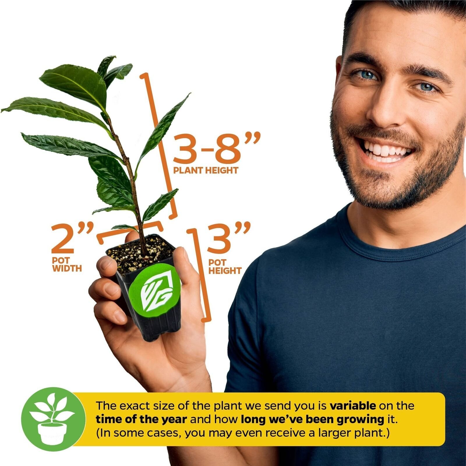 Tea Plant (Green Tea) – Camellia sinensis – Live Plant