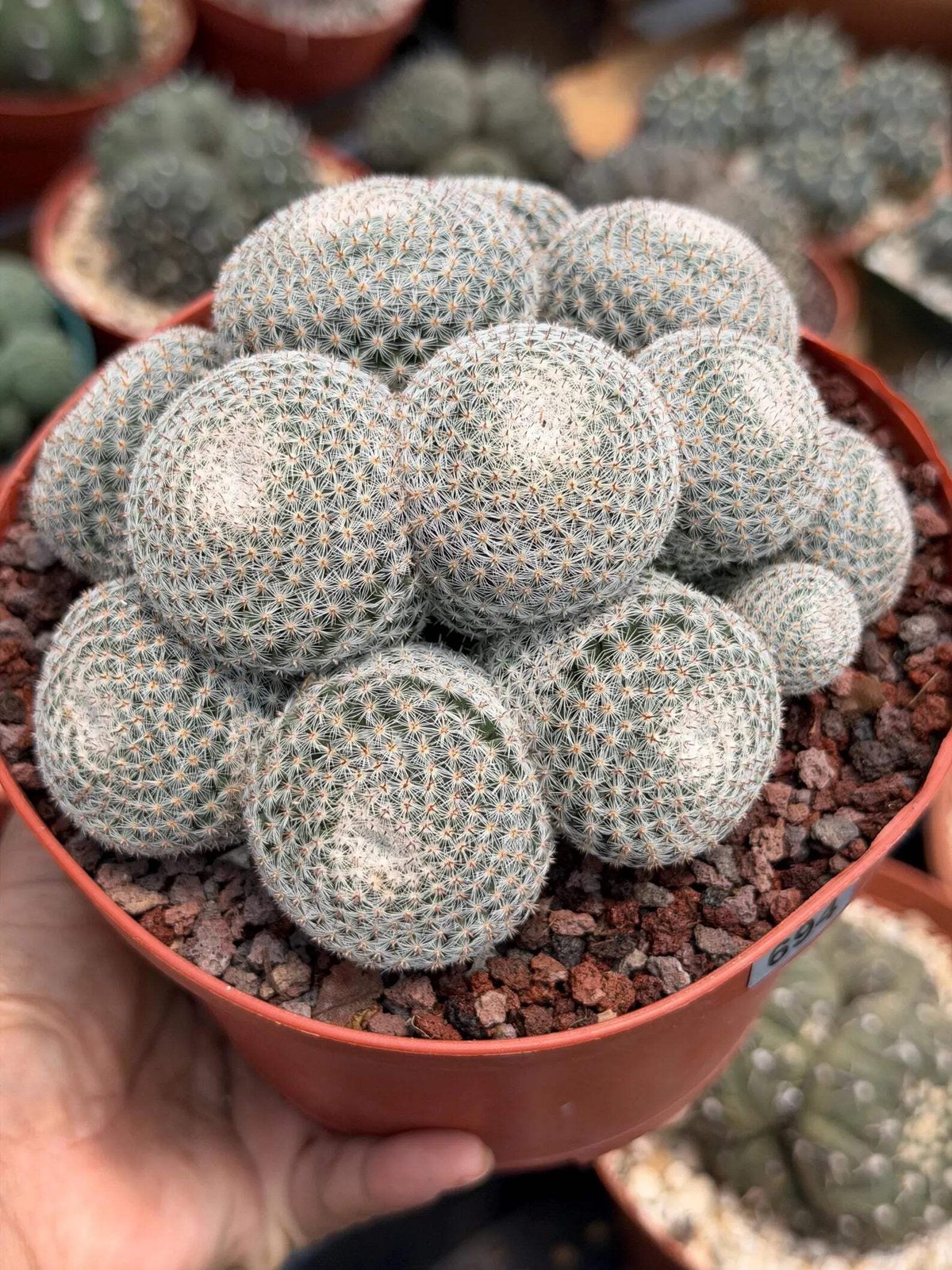Mammillaria Perbella Cluster Cactus – Rare Live Plant #694