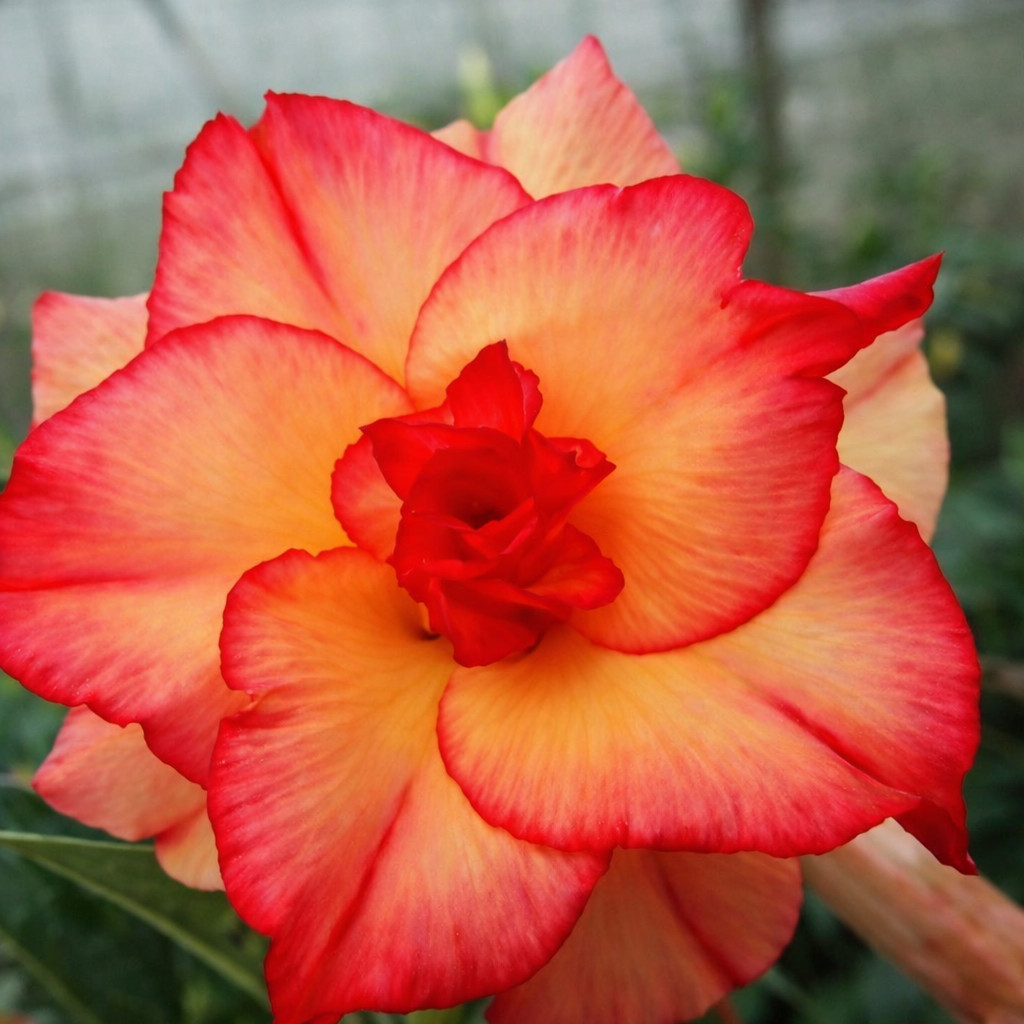 15+ “Phoenix Blush” Desert Rose Seeds Red Orange Blooming Adenium