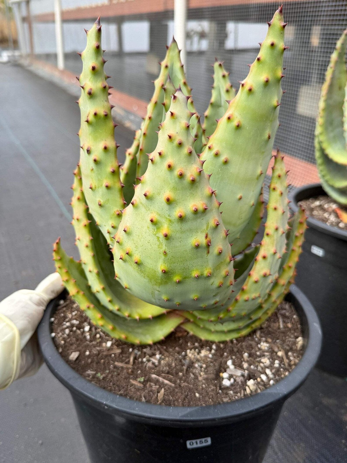 Aloe Marlothii Rosette Form | Rare Live Collector Succulent #155