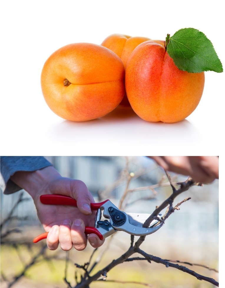 4 Pcs Cuttings Apricot Tree California