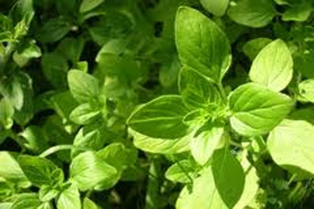 Italian Oregano Seeds – Heirloom HERB, 100+ Healthy Delicious Seeds