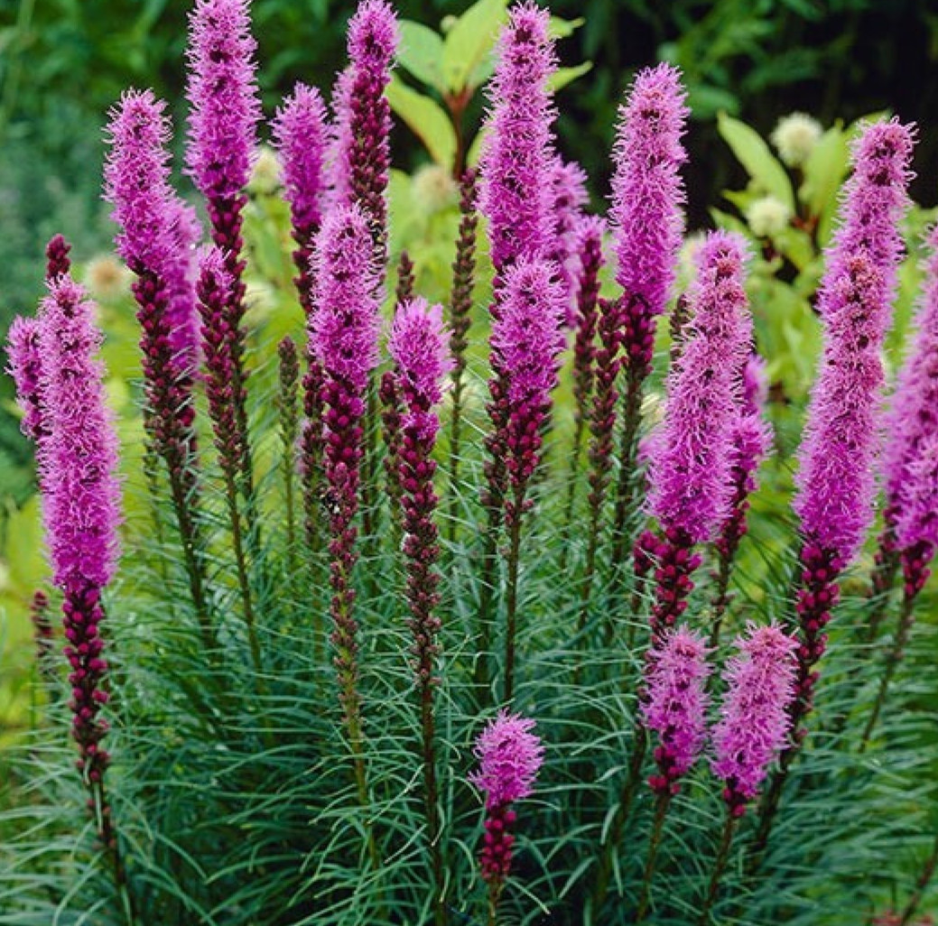 GAYFEATHER FLOWER SEEDS 100+ Liatris spicata purple PERENNIAL wildflower GARDEN
