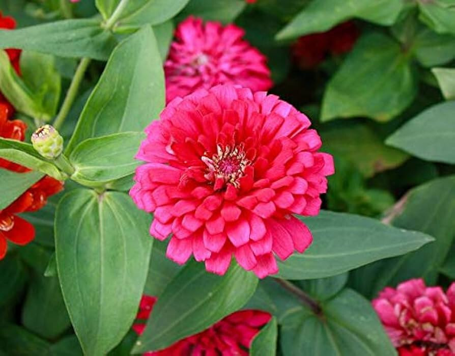 25+ Pink Marigold Seeds for Garden Planting – USA – FREE SHIPPING!