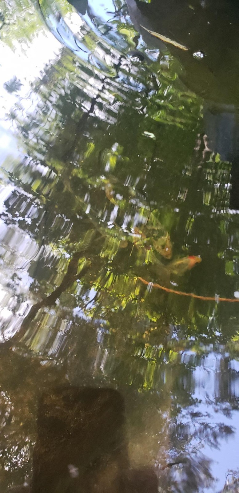 Pond Filter System$-~