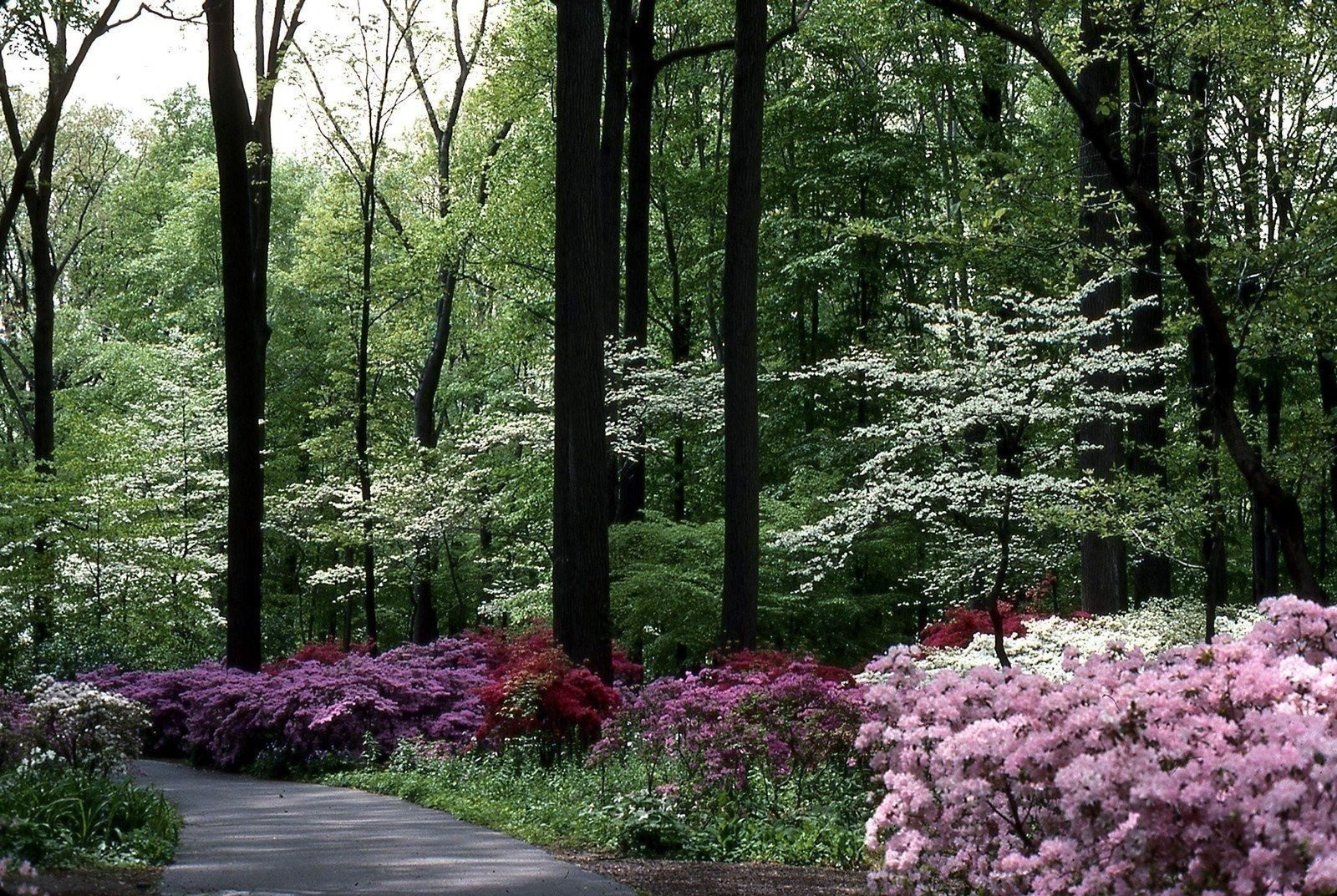 Azalea Prize | 2 Inch | Rhododendron | Spring Blooms | Evergreen Shrub Flowering