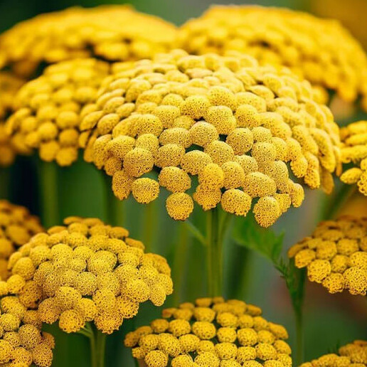 Gold Yarrow Seeds | Non-GMO | Free Shipping | Seed Store | 1266