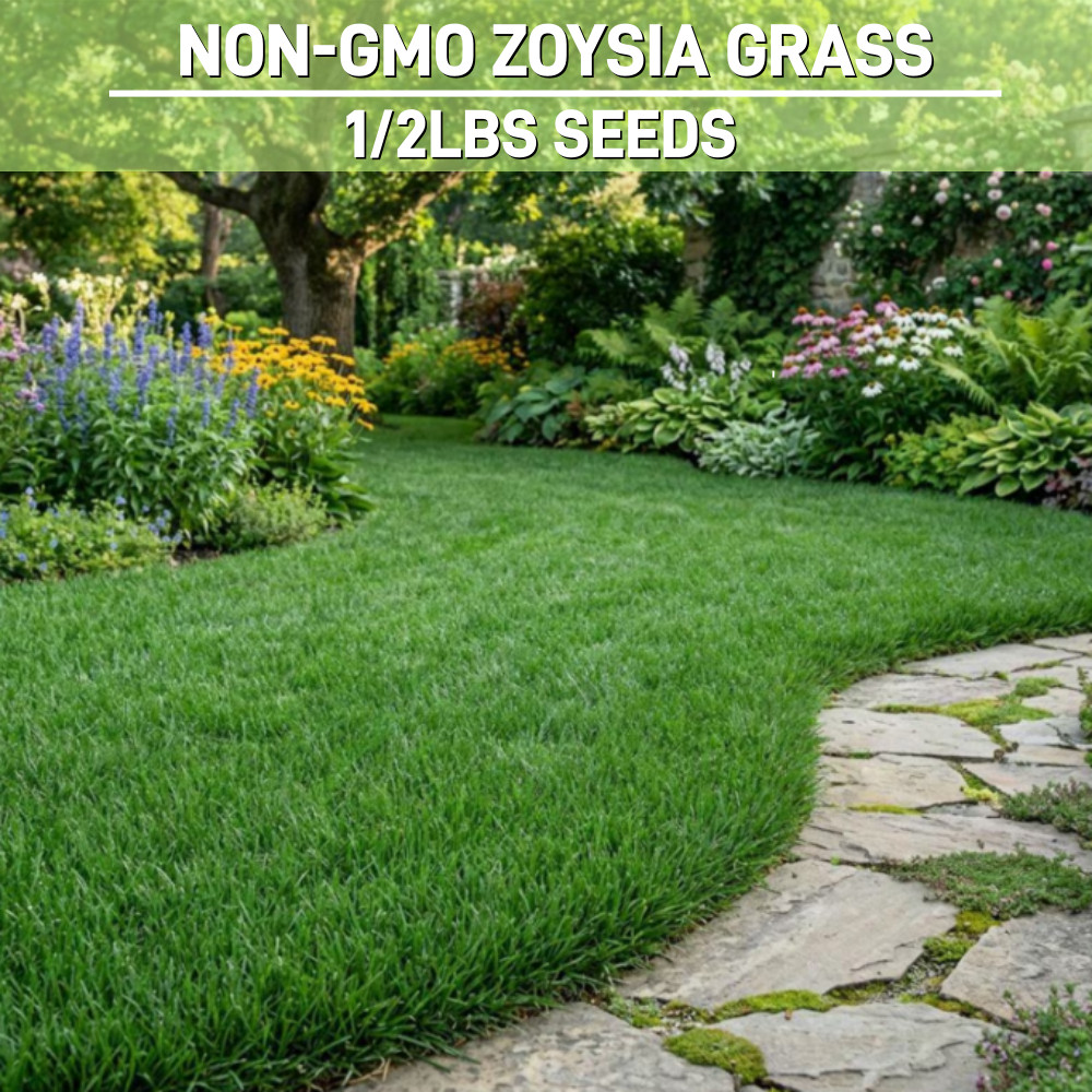 Emerald Zoysia Grass Seeds/ Lawn Grass Drought Heat Tolerant Lawn Repair 1/2 LBs