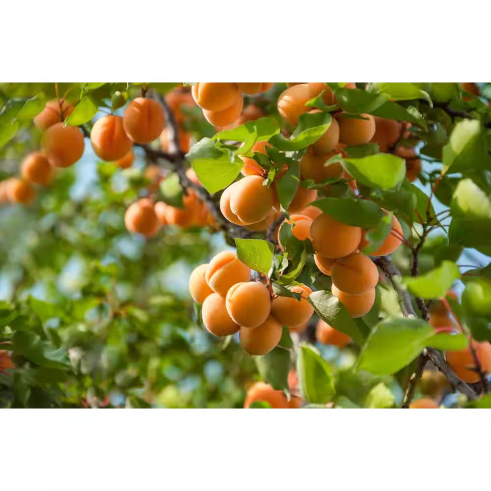 3 Ft. Blenheim Apricot Bare Root Tree with Renowned Excellent Flavor NEW
