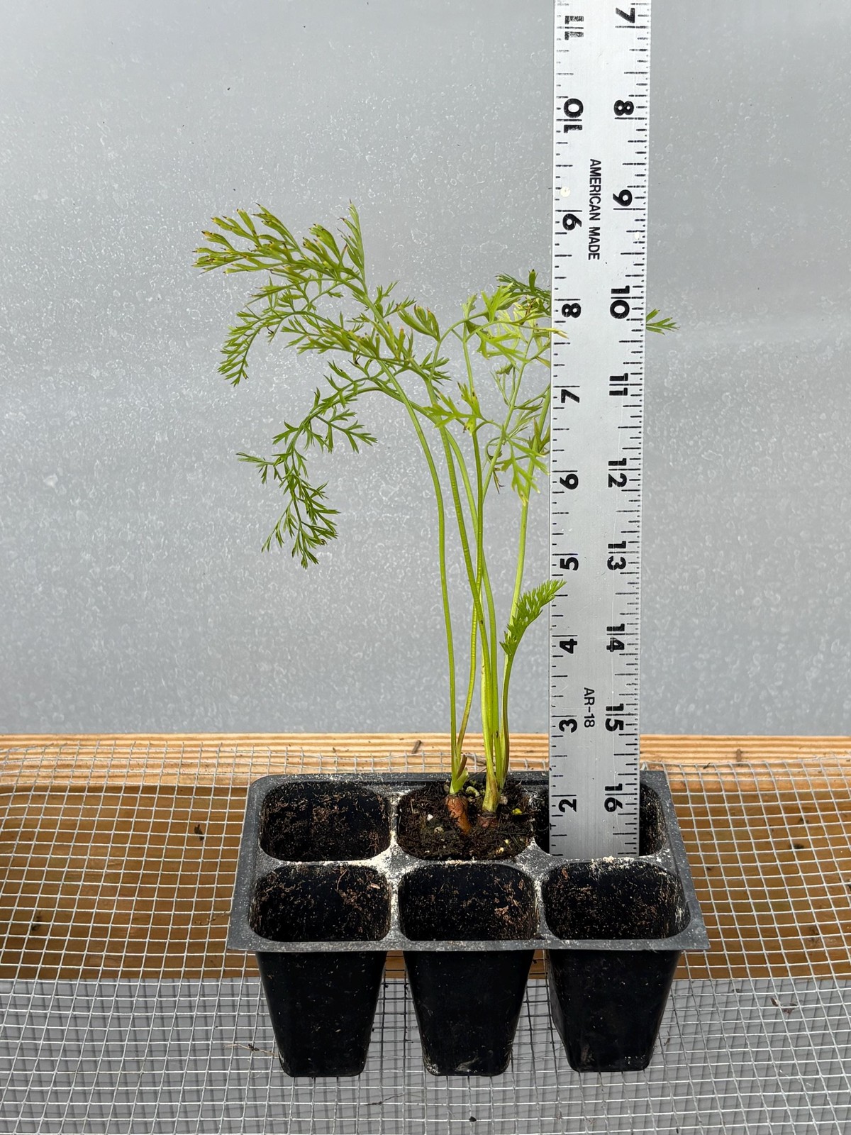 Carrot Live Plant – Seedlings/Plugs and Plants – 3″- 12″ tall – 30-60+ days old